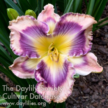 Daylily Dancing with Giggles